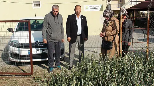 BAŞKAN KARAYİĞİT, 'ZEYTİN FİDANLARI GELDİ'