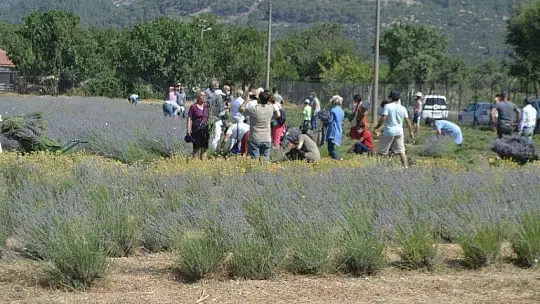 Fethiye'nin Koku Vadisi'nde İlk Hasat