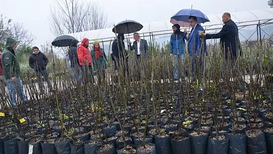 Coğrafi İşaretli Fethiye Kaya İnciri Fidanları Üreticilerle Buluştu