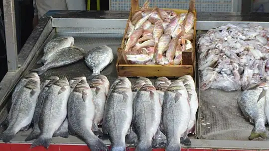 Av yasakları Akdeniz'de 15 Eylül'de, diğer denizlerde 1 Eylül'de kalkıyor