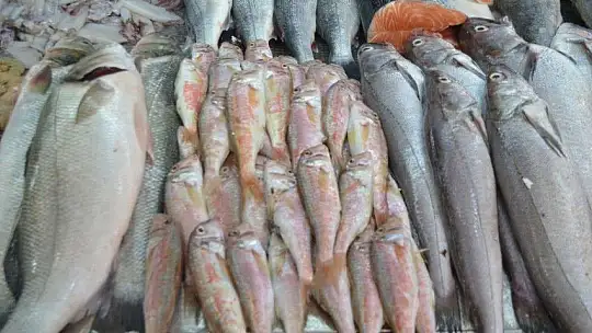 Av yasakları Akdeniz'de 15 Eylül'de, diğer denizlerde 1 Eylül'de kalkıyor