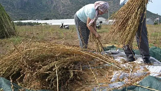 FETHİYELİ SUSAM ÜRETİCİLERİ, 'BİZİM İÇİN DE İHRACAT YOLU AÇILSIN'