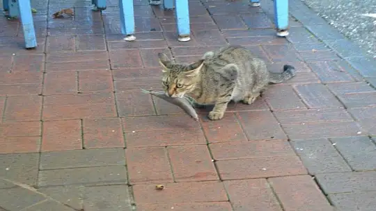 Av yasakları Akdeniz'de 15 Eylül'de, diğer denizlerde 1 Eylül'de kalkıyor