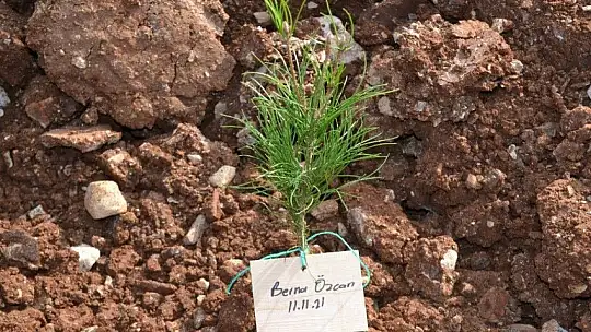 Fethiye'de 5 bin fidan toprakla buluştu