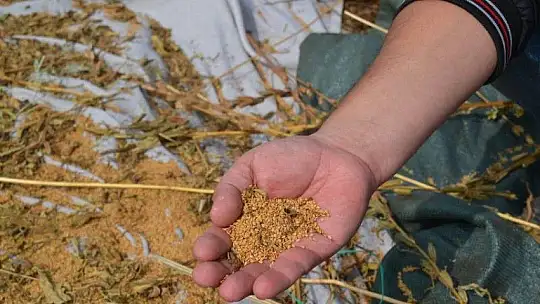 FETHİYELİ SUSAM ÜRETİCİLERİ, 'BİZİM İÇİN DE İHRACAT YOLU AÇILSIN'