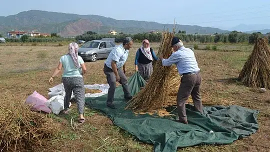 FETHİYELİ SUSAM ÜRETİCİLERİ, 'BİZİM İÇİN DE İHRACAT YOLU AÇILSIN'