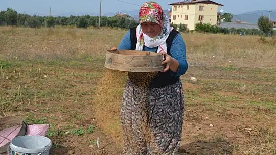 FETHİYELİ SUSAM ÜRETİCİLERİ, 'BİZİM İÇİN DE İHRACAT YOLU AÇILSIN'