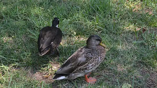 AKDENİZ'İN KIYISINDA BİR İNCİ, GÜNLÜKLÜ THE BAY BEACH