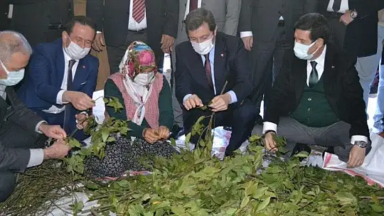 Fethiye'de Aromatik Bitkiler Bayramı