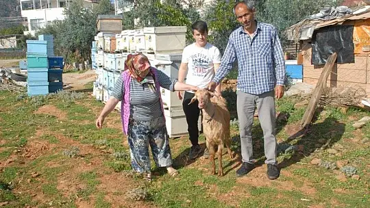 Pitbul keçiyi parçaladı