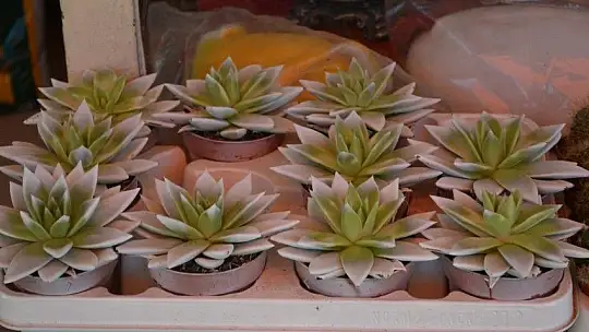 Çiçekçilerde Anneler Günü Yoğunluğu