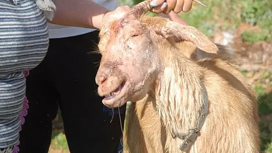 Pitbul keçiyi parçaladı