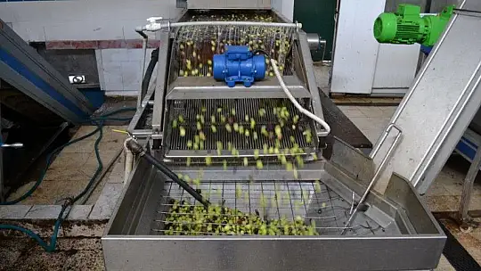 Zeytinyağı fabrikalarında yoğunluk yaşanıyor