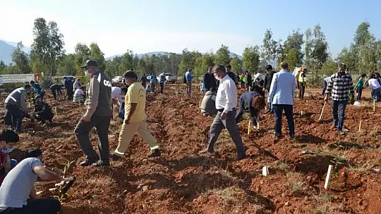 11 Kasım milli ağaçlandırma gününde 252 milyon fidan