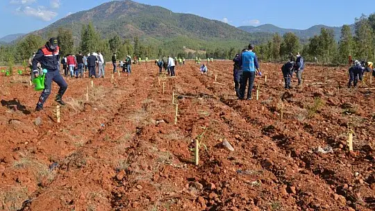 11 Kasım milli ağaçlandırma gününde 252 milyon fidan