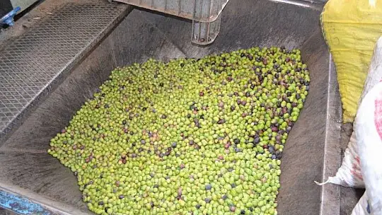 Zeytinyağı fabrikalarında hareketlilik