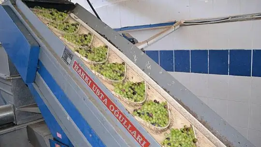 Zeytinyağı fabrikalarında hareketlilik