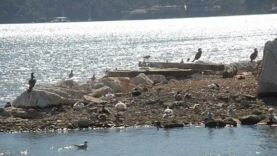 Ördek Adası ilgi bekliyor