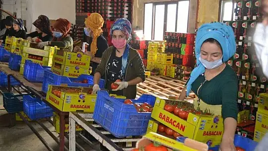 Domateste ihracat hız kesmiyor
