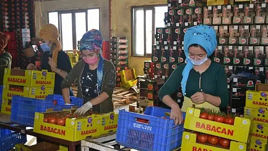 CHP'li Vekiller, 'Kota artışı yetmez, kota kalkmalıdır!'