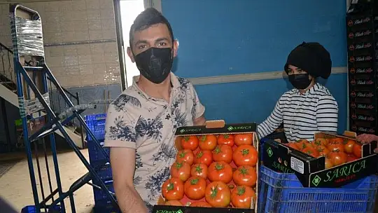 Fethiye bölgesinden günlük 2 bin ton domates gidiyor