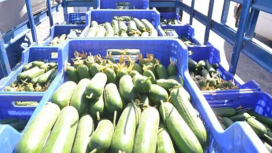 Çiftçiler isyanda Salatalık başka şehirde 2.50, Fethiye'de 80 kuruş