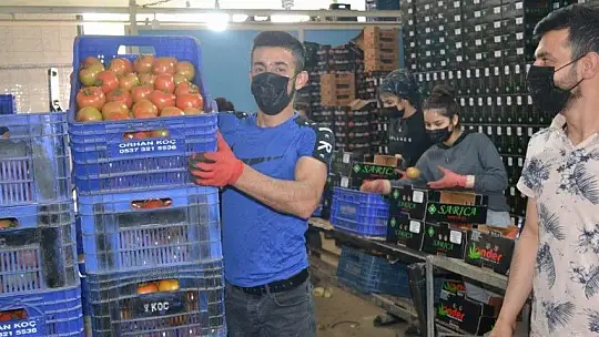 Fethiye bölgesinden günlük 2 bin ton domates gidiyor