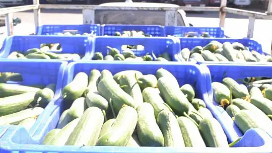 Çiftçiler isyanda Salatalık başka şehirde 2.50, Fethiye'de 80 kuruş