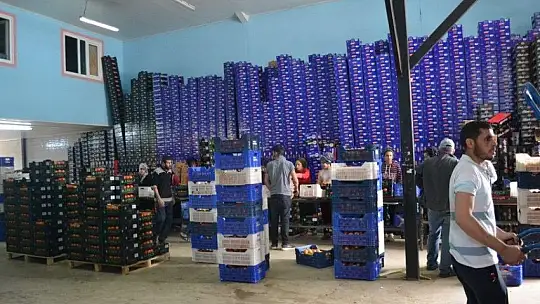 Fethiye bölgesinden günlük 2 bin ton domates gidiyor