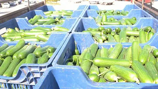 Çiftçiler isyanda Salatalık başka şehirde 2.50, Fethiye'de 80 kuruş