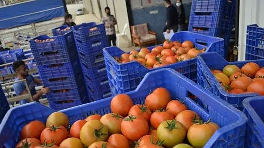 Fethiye bölgesinden günlük 2 bin ton domates gidiyor