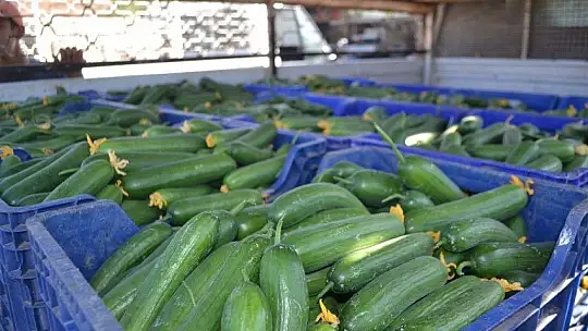 Çiftçiler isyanda Salatalık başka şehirde 2.50, Fethiye'de 80 kuruş