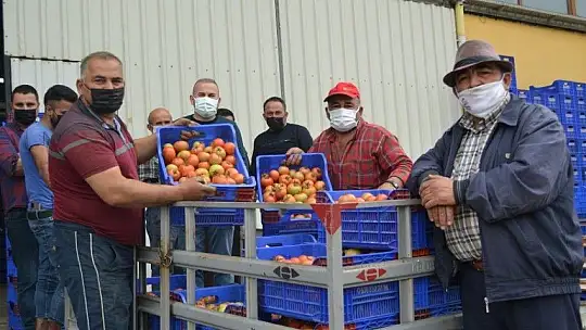 Fethiye bölgesinden günlük 2 bin ton domates gidiyor