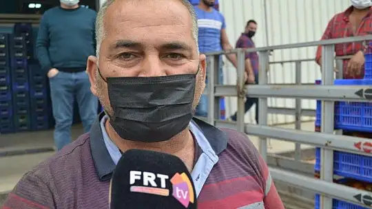 Fethiye bölgesinden günlük 2 bin ton domates gidiyor