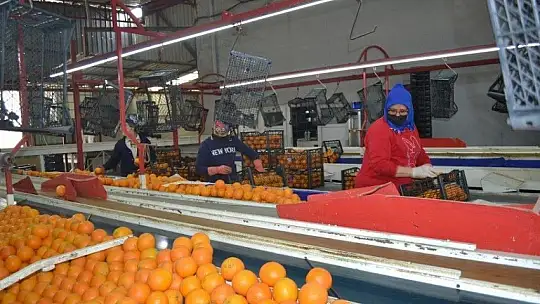 Fethiye bölgesinden günlük 2 bin ton domates gidiyor