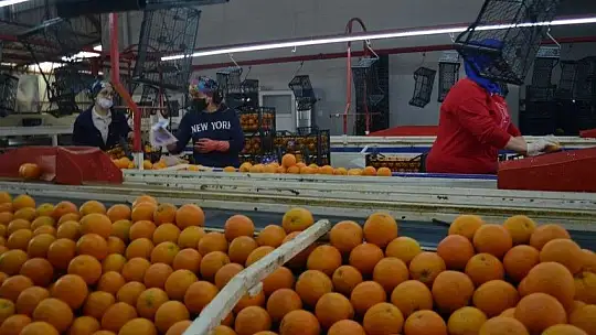 Fethiye bölgesinden günlük 2 bin ton domates gidiyor