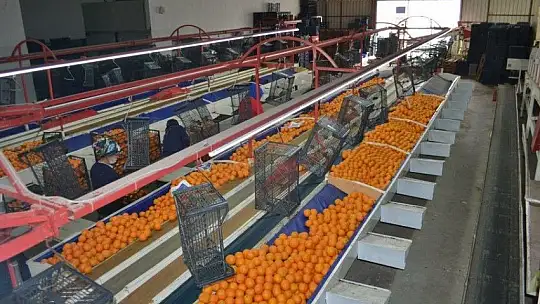 Fethiye bölgesinden günlük 2 bin ton domates gidiyor