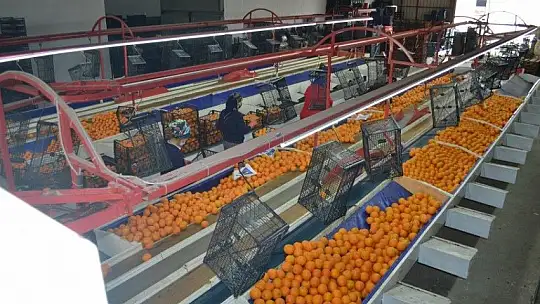 Fethiye bölgesinden günlük 2 bin ton domates gidiyor