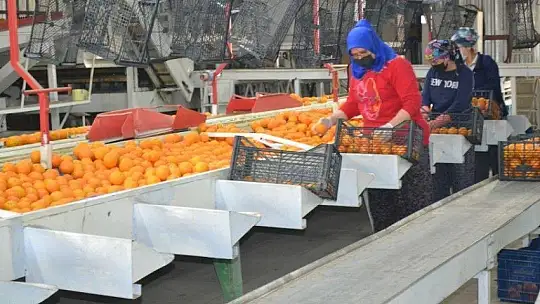 Fethiye bölgesinden günlük 2 bin ton domates gidiyor