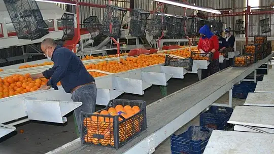 Fethiye bölgesinden günlük 2 bin ton domates gidiyor