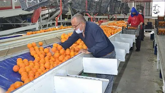 Fethiye bölgesinden günlük 2 bin ton domates gidiyor