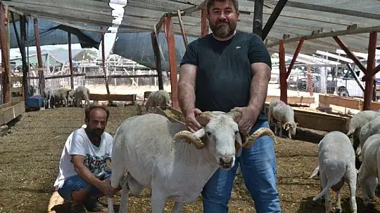 Çarıklı Kasap hayvan pazarında yerini aldı