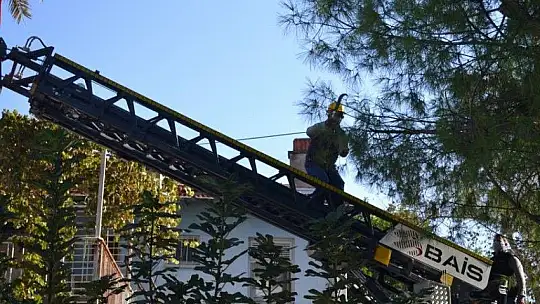 Tehlike oluşturan ağaçlar budanıyor