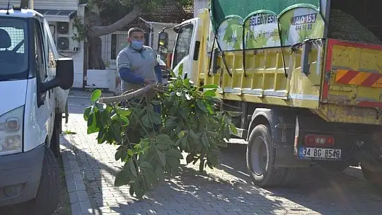 Tehlike oluşturan ağaçlar budanıyor