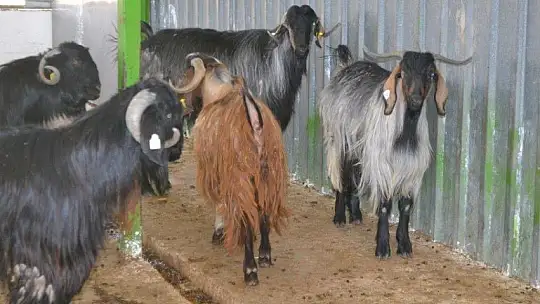 Kurbanlık Satışlarında Yoğunluk Başladı