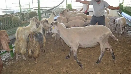 Kurbanlık Satışlarında Yoğunluk Başladı