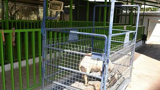 Kurbanlık Satışlarında Yoğunluk Başladı