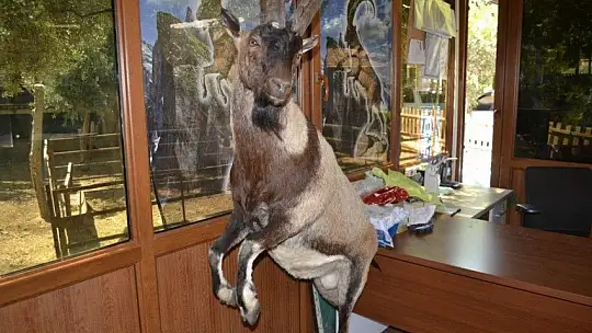 Kurbanlık Satışlarında Yoğunluk Başladı