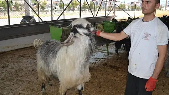 Kurbanlık Satışlarında Yoğunluk Başladı