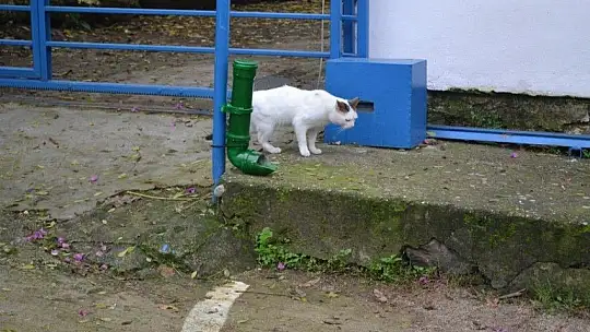 Can dostlara geri dönüşümden mama kapları